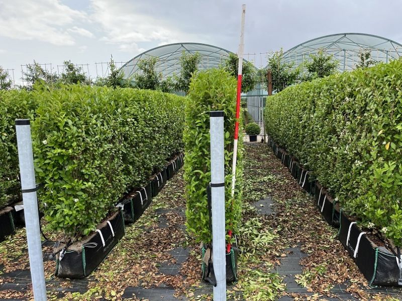 Instant Hedge Green Privet (Ligustrum ovalifolium) in Hedge Bag (100cm long x 150-160cm high x 40cm deep)